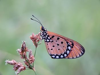 Beautyfull brown butterfly hanging on a brown wild grass with beautyfull bokeh background