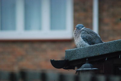 Close-up of pigeon perching on wall