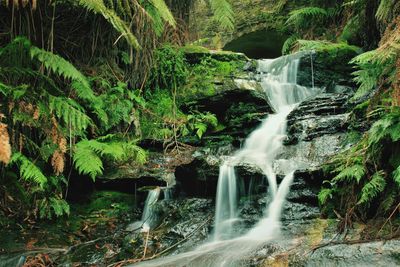 Scenic view of waterfall in forest