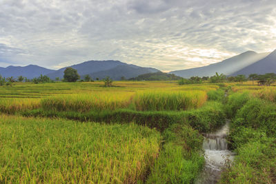 Landscape a vast expanse of green rice fields in the morning with beautiful mountains in indonesia