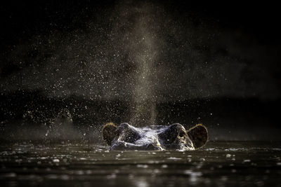 Hippo blowing out water at first light, masai mara kenya