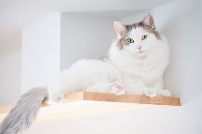 Portrait of white cat relaxing