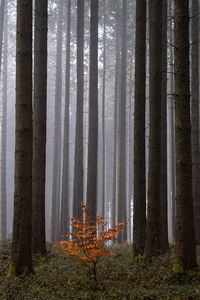 Trees in forest during foggy weather