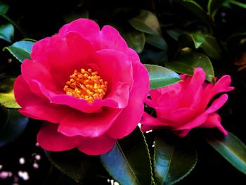 Close-up of pink flower blooming outdoors