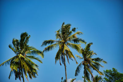 Low angle view of palm trees against clear blue sky