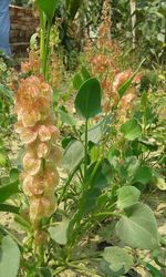Close-up of fresh green plant