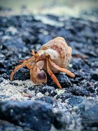 Close-up of crab on rock