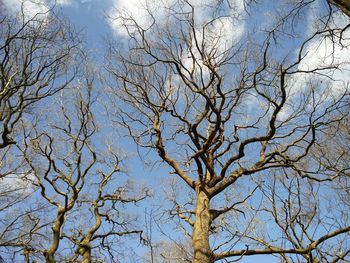 Low angle view of bare tree against blue sky