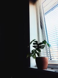 Potted plant on window sill