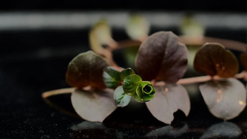 Close-up of plants growing on table