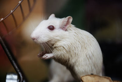 Close-up of white rat