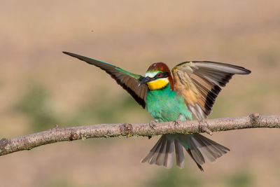 European bee-eater with open wings,merops apiaster, italy