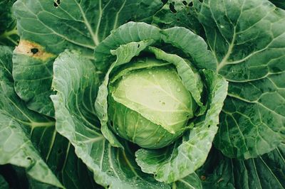 Full frame shot of cabbage