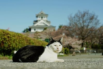 Cat living in