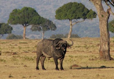 Side view of cow standing on field