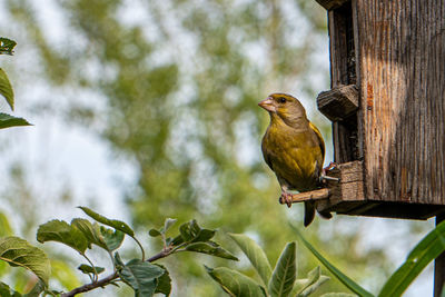 Bird perching on a tree