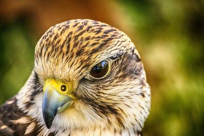 Close-up of hawk