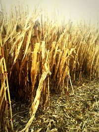 Close-up of crops on field