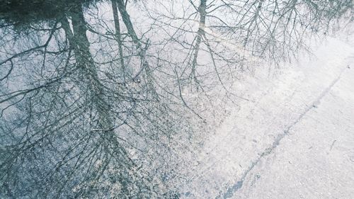 Bare trees against sky