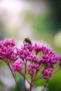 Close-up of bee pollinating on pink flower