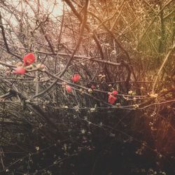 Red leaves on tree