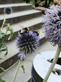 Close-up of bee on lavender flower