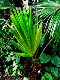 Close-up of green plant