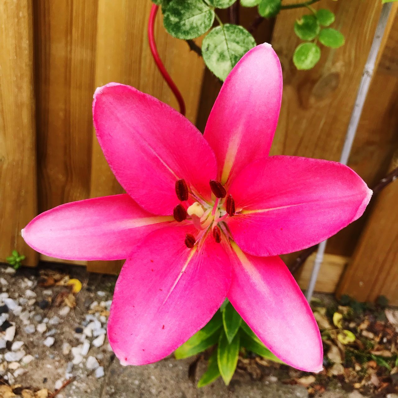 CLOSE-UP OF PINK ROSE FLOWER