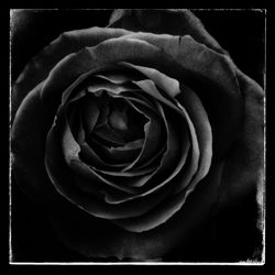 Close-up of rose