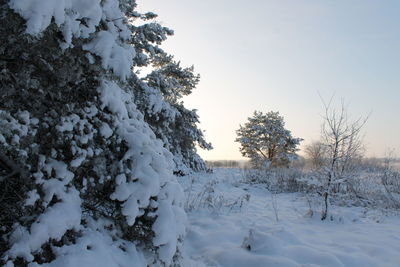 Trees on snow covered landscape