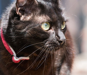 Close-up of a cat looking away