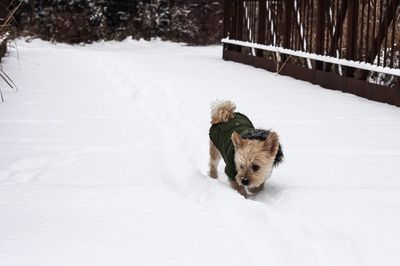 Dog on snow covered tree