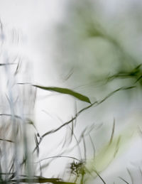 Close-up of plant