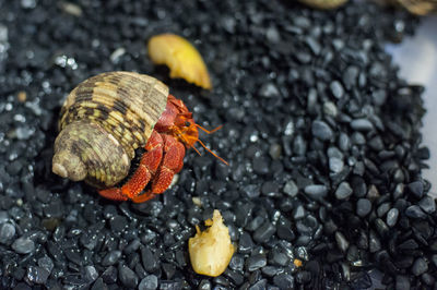 High angle view of hermit crab at rocky beach