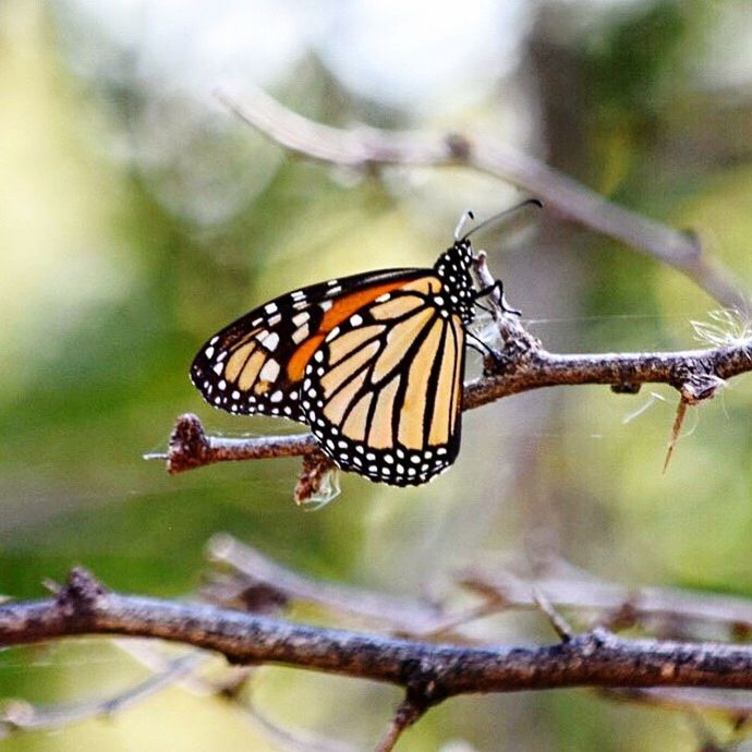 CLOSE-UP OF BUTTERFLY PERCHING ON BRANCH