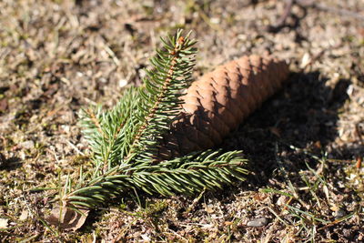 Close-up of pine cone on field