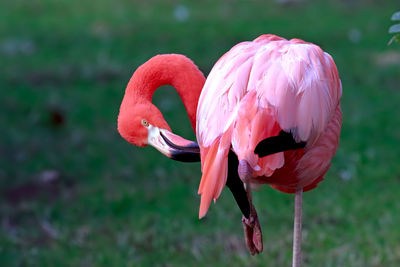 Close-up of flamingo on grassy field