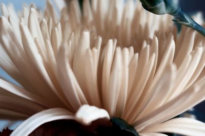 Close-up of white flower