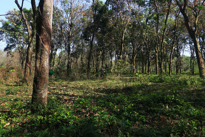 Trees in forest