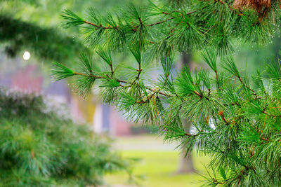 Close-up of pine tree