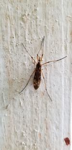 Close-up of spider on wall