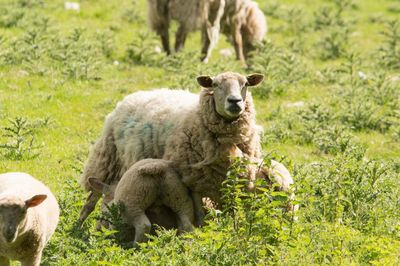 Sheep in a field