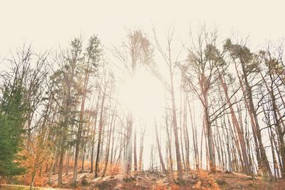 Trees in forest against sky