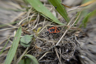 High angle view of ladybug on leaf