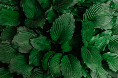 Full frame shot of green leaves