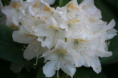 Close-up of white flowers