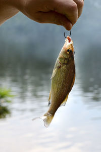 Cropped hand of person holding fish by lake