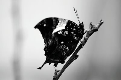 Close-up of butterfly on flower