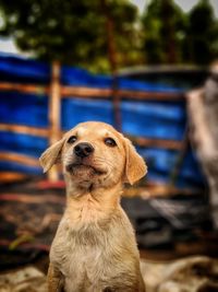Close-up portrait of a dog looking away