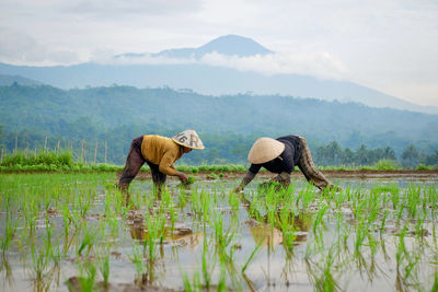 Two farmer with slamet mount as background